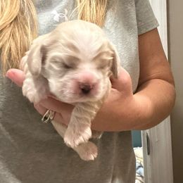Boy 1 - Buff male Cocker Spaniel puppy in Spotsylvania, Virginia from Wilkshire Farm