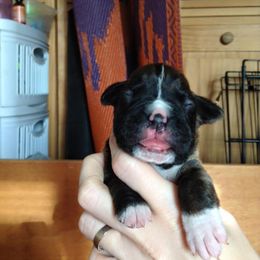 Boxer Puppies from Vintage Boxers