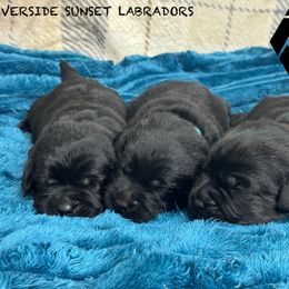 Yellow collar - Black male Labrador Retriever puppy in Beaverdam, Virginia from Riverside Sunset Labrador Retrievers