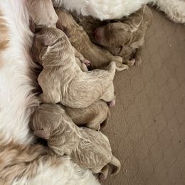 Boy 3 - Goldendoodle puppy in Midland, Michigan from Juengel Doodles