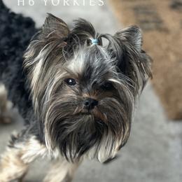 Bodie - Yorkshire Terrier