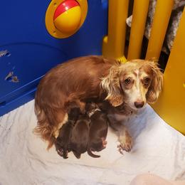Dixie - Dachshund
