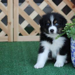 Artic Cat - Black tri-color male Australian Shepherd puppy in Circleville, Utah from Canyon Creek Aussies