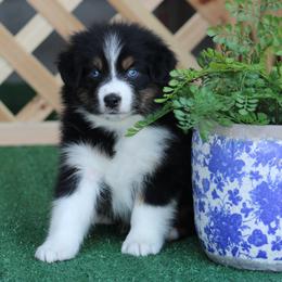Artic Cat - Black tri-color male Australian Shepherd puppy in Circleville, Utah from Canyon Creek Aussies