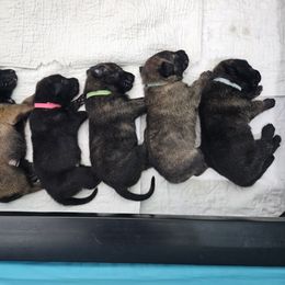 Dutch Shepherd puppies from MAC K9 Dutch Shepherds