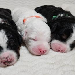 Frodo - Black and white male Bernedoodle puppy in Granton, Wisconsin from Rose River Farms