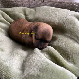 Robbie - Red sable male Havanese puppy in Hudson, New York from Havanese of Claverack and Hudson Valley Labradors