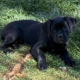 Cupid - Black female Cane Corso puppy in Utah from 3Lake Kennelz