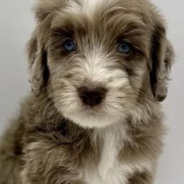 Assorted Doodle Crosses and Poodles from Brandi’s Southern Doodles & Poodles, LLC