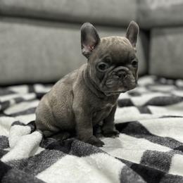 French Bulldog Puppies from Ritchie’s Frenchies