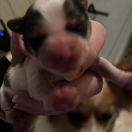 Fancy - White and sable female Papillon puppy in Spartanburg, South Carolina from Sassy Pap Farms