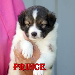Prince- CHW MAHOGANY SABLE BOY - White and sable male Shetland Sheepdog puppy in Frazeysburg, Ohio from Mountain High Kennels