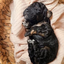 Gander - Brown white and tan male Cockapoo puppy in Saint Louis, Missouri from Jax Doodles