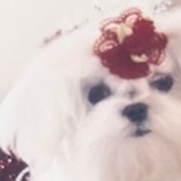 NARI - Maltese