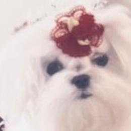 NARI - Maltese