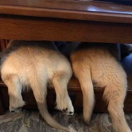 Golden Retriever Puppies from Heartstone Goldens