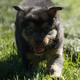 Seasmoke - Dilute blue male Australian Shepherd puppy in Kokomo, Indiana from North Central Aussies