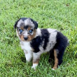 Joey - Blue merle male Australian Shepherd puppy in Mount Vernon, Texas from RJ's Aussie Posse