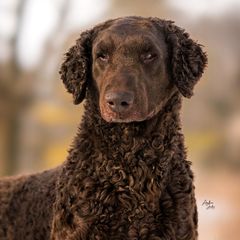 Curly-Coated Retrievers from Stoic Gun Dogs