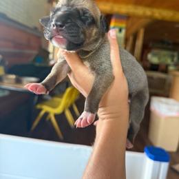 Light pink collar - Fawn female Great Dane puppy in Corsica, Pennsylvania from Ferguson Family Danes LLC