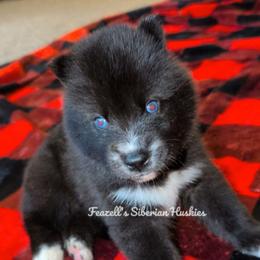 Wicked - Agouti and white male Siberian Husky puppy in Richland, Mississippi from Feazell’s Siberian Huskies