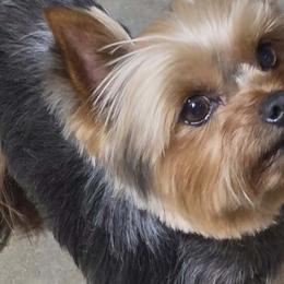 Biewer Terriers, Labrador Retrievers, and Yorkshire Terriers from Granny's yorkshire Terrier Modesto California