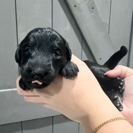 Dasher - Black male Labradoodle puppy in Monticello, Georgia from Daylin’s Doodles & Labradors