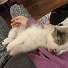 Toy Australian Shepherd Puppies from Desert Fox Aussies