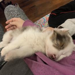 Toy Australian Shepherd Puppies from Desert Fox Aussies