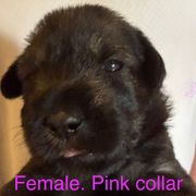 Pink collar - Pepper and salt female Standard Schnauzer puppy in Hickory Creek, Texas from Dragos Kennel