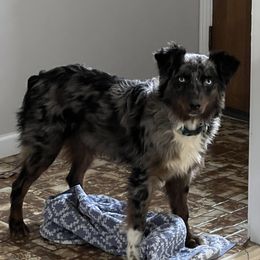 Kodi - Australian Shepherd