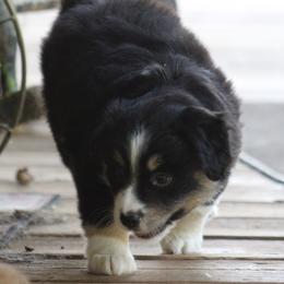 Autumn - Black tri female Miniature Australian Shepherd puppy in Gretna, Virginia from Adams Acres Cattle Dogs