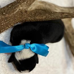 Buddy - Black and white male Border Collie puppy in Henagar, Alabama from Ridge Kap Border Collies