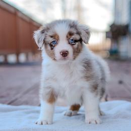Wilder - Red merle male Australian Shepherd puppy in Crestwood, Kentucky from FireHart Aussies