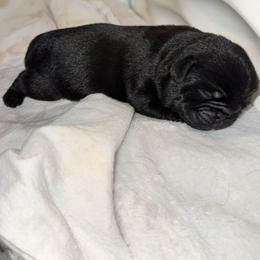 Green - Pug