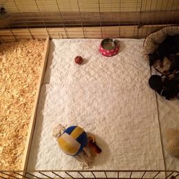 Manchester Terrier Puppies from MosaicManchesters.com