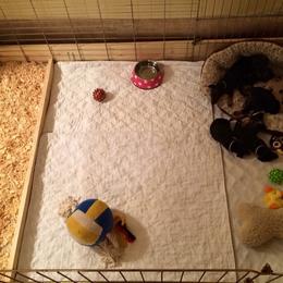 Manchester Terrier Puppies from MosaicManchesters.com