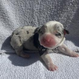 Bruno - Blue male Pembroke Welsh Corgi puppy in Ruidoso, New Mexico from Ruidoso's Crowned Companions
