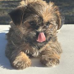 Mocha - Black gold and silver female Shorkie puppy in Ocala, Florida from Yorkie  And Shih Tzu Love