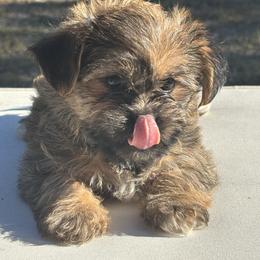 Mocha - Black gold and silver female Shorkie puppy in Ocala, Florida from Yorkie  And Shih Tzu Love
