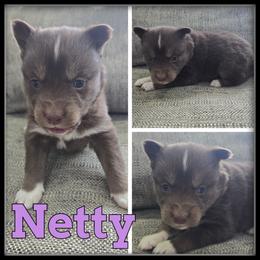 Netty - Red and white female Siberian Husky puppy in Wheeler, Michigan from Haase Family Kennels