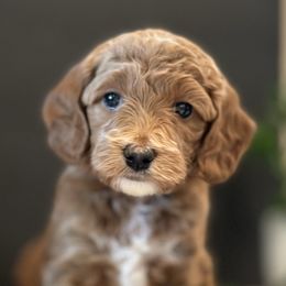 Cavapoos and Goldendoodles from Goldendoodles Utah| All sizes| Erda, Utah