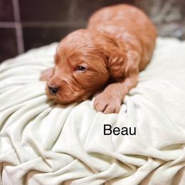 Beau - Apricot male Goldendoodle puppy in Pasco, Washington from Camp Doodle Woods