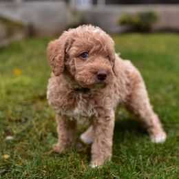 Australian Labradoodles from Companion Pups NW