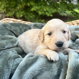 Golden Retriever Puppies from Clover Creek Goldens