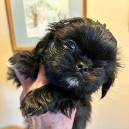 King - Black and white male Shih Tzu puppy in Victorville, California from Precioustzus