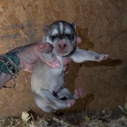 Boy 1 - Gray and white male Siberian Husky puppy in Iron River, Wisconsin from Wiemeri Siberians