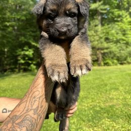 German Shepherd Puppies from Casale Shepherds