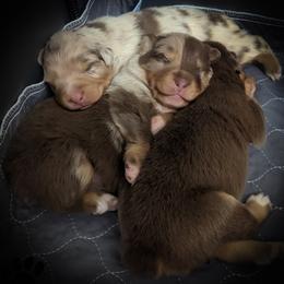 Australian Shepherd and Pomeranian Puppies from Sandy Aussie's