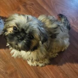 Pumpkin, AKC Puppy Potty trained - Brindle male Shih Tzu puppy in Woodsfield, Ohio from ROSE LANE SHIH TZUS